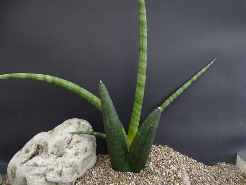 Sansevieria Tiara Emerald