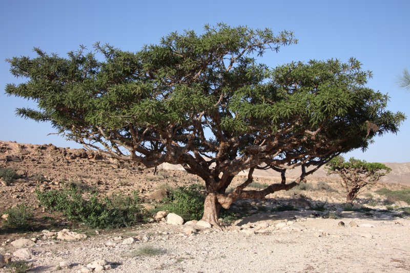 Pistacia lentiscus, Mastic Tree