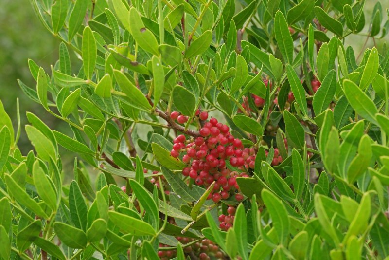 Pistacia lentiscus