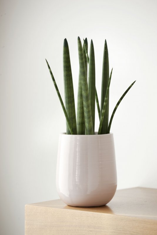 Сансевиерия цилиндрическая Sansevieria cylindrica