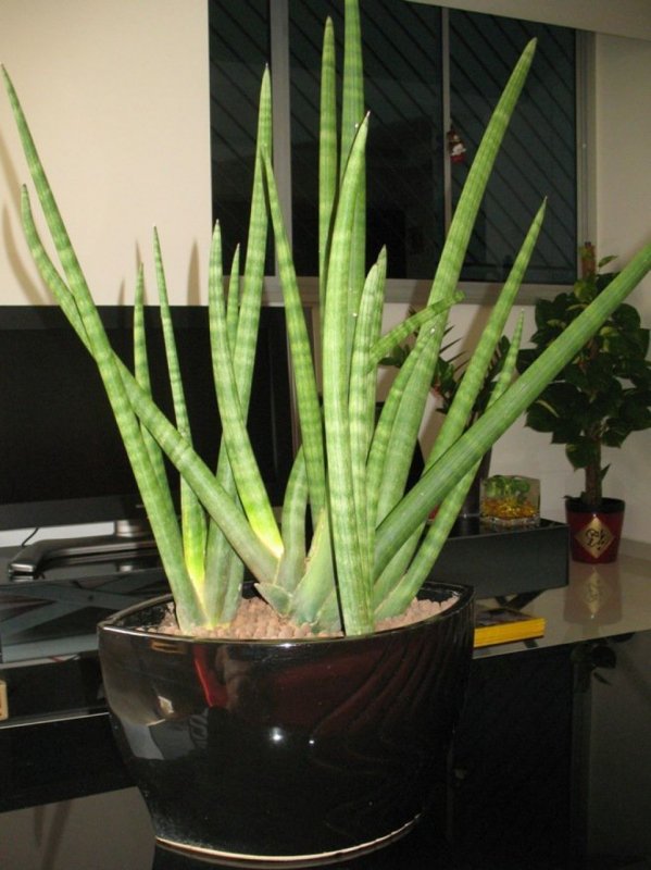 Sansevieria cylindrica