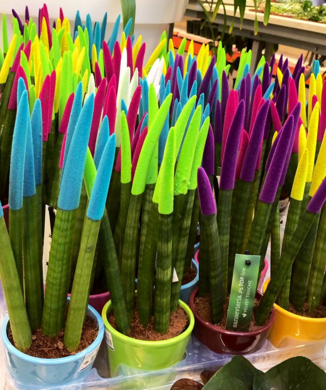 Sansevieria erythraeae
