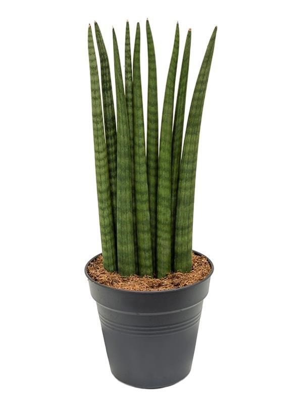 Sansevieria цилиндрика