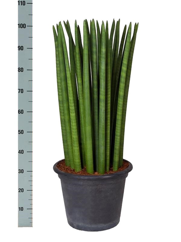 Сансевиерия цилиндрическая Sansevieria cylindrica
