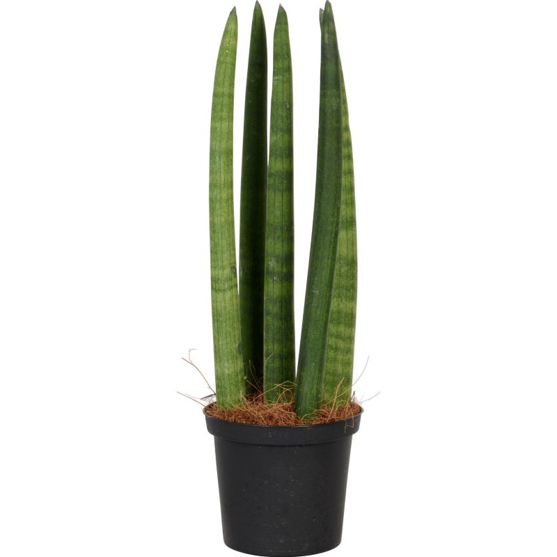 Sansevieria цилиндрика