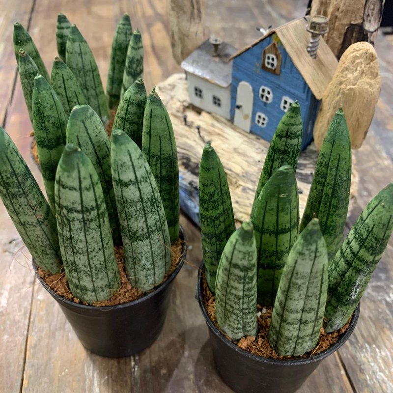 Sansevieria cylindrica