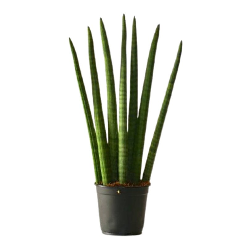Сансевиерия цилиндрическая Sansevieria cylindrica