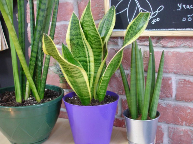 Сансевиерия цилиндрическая Sansevieria cylindrica