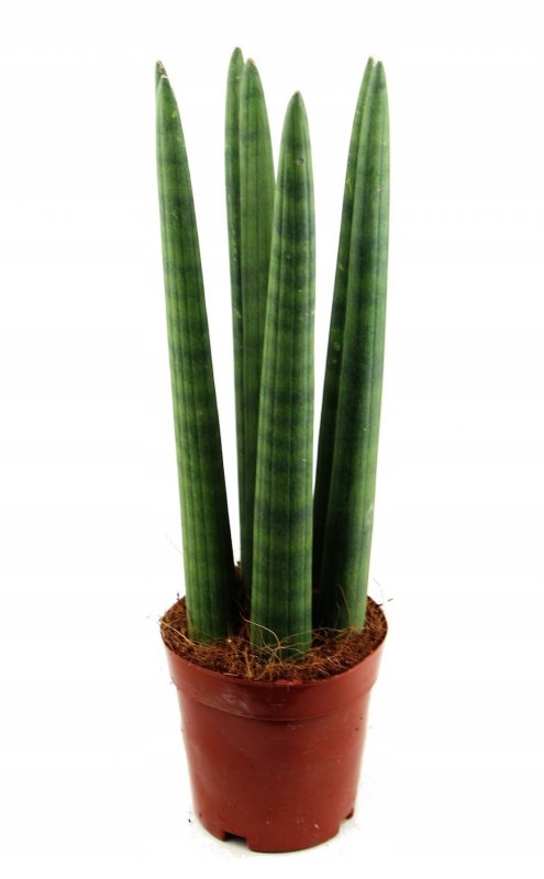Sansevieria cylindrica 'Boncel'