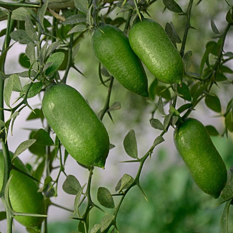 Австралийский пальчиковый лайм (finger Lime)
