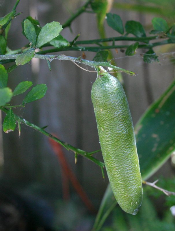 Finger Lime