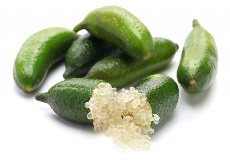 Citrus australasica