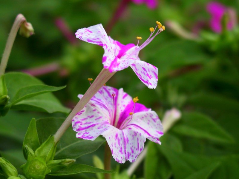 Ночная красавица Mirabilis Jalapa