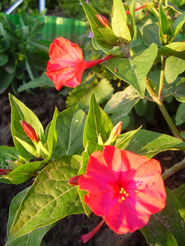 Мирабилис, ночная красавица (Mirabilis)