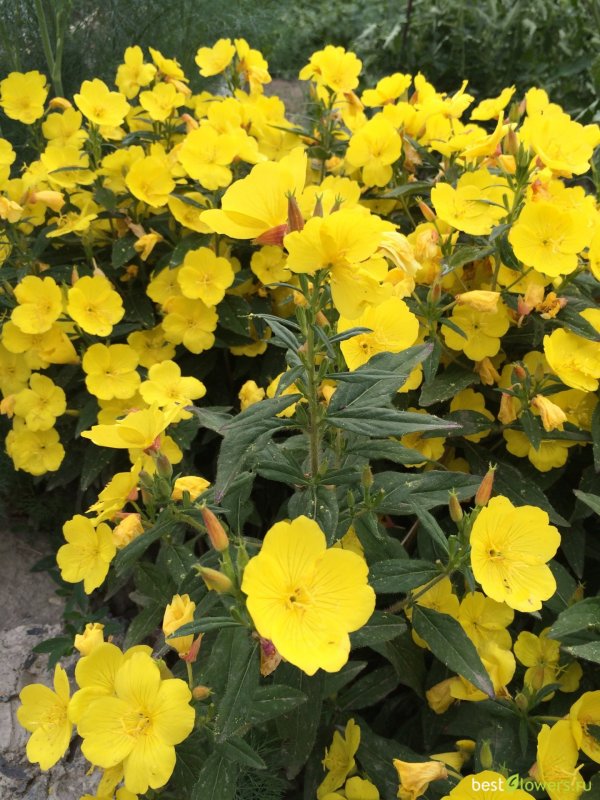 Энотера кустарниковая Oenothera fruticosa