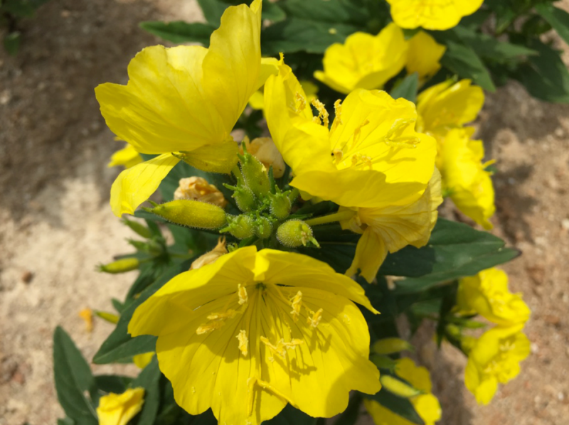 Oenothera speciosa