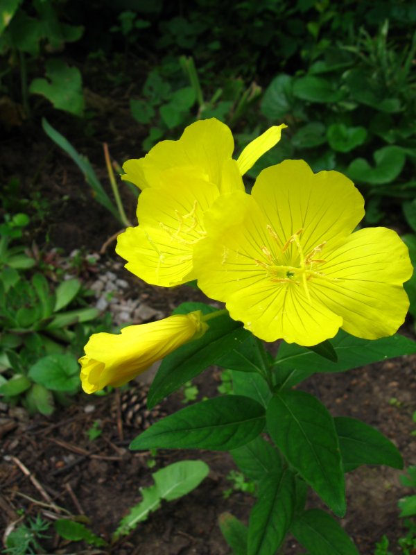 Энотера миссурийская (Oenothera missouriensis)