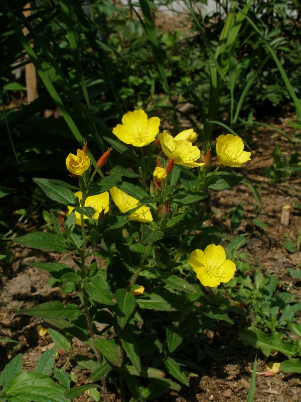 Энотера миссурийская (Oenothera missouriensis)