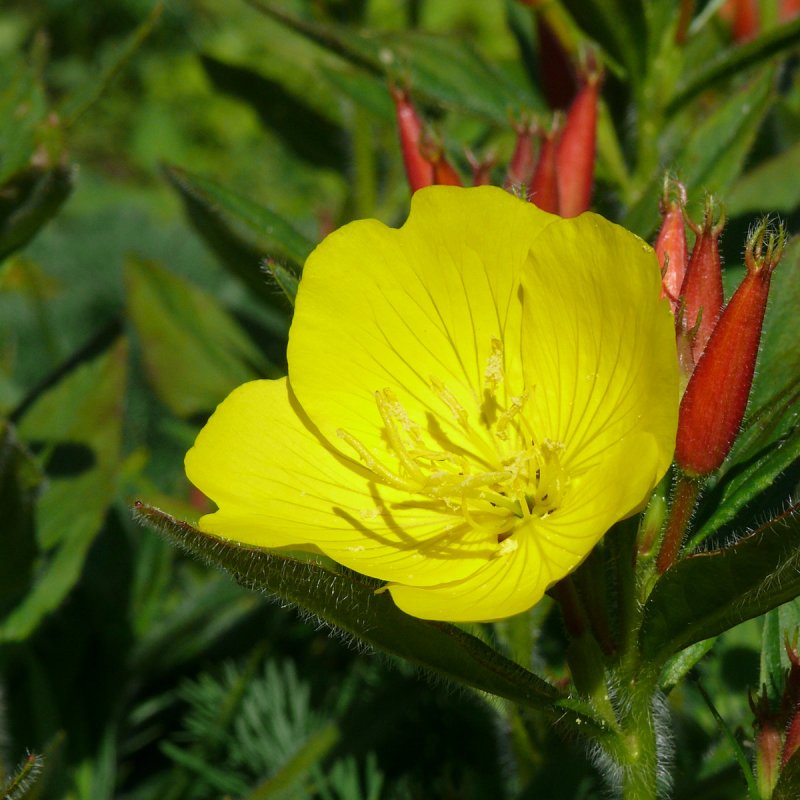 Энотера миссурийская (Oenothera missouriensis)