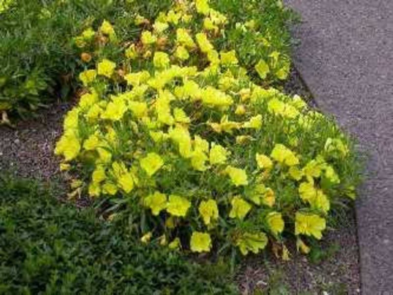Энотера macrocarpa