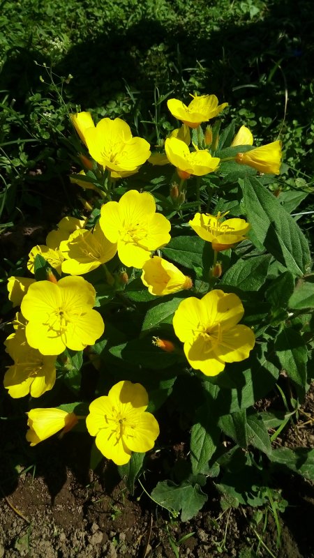 Энотера миссурийская (Oenothera missouriensis)
