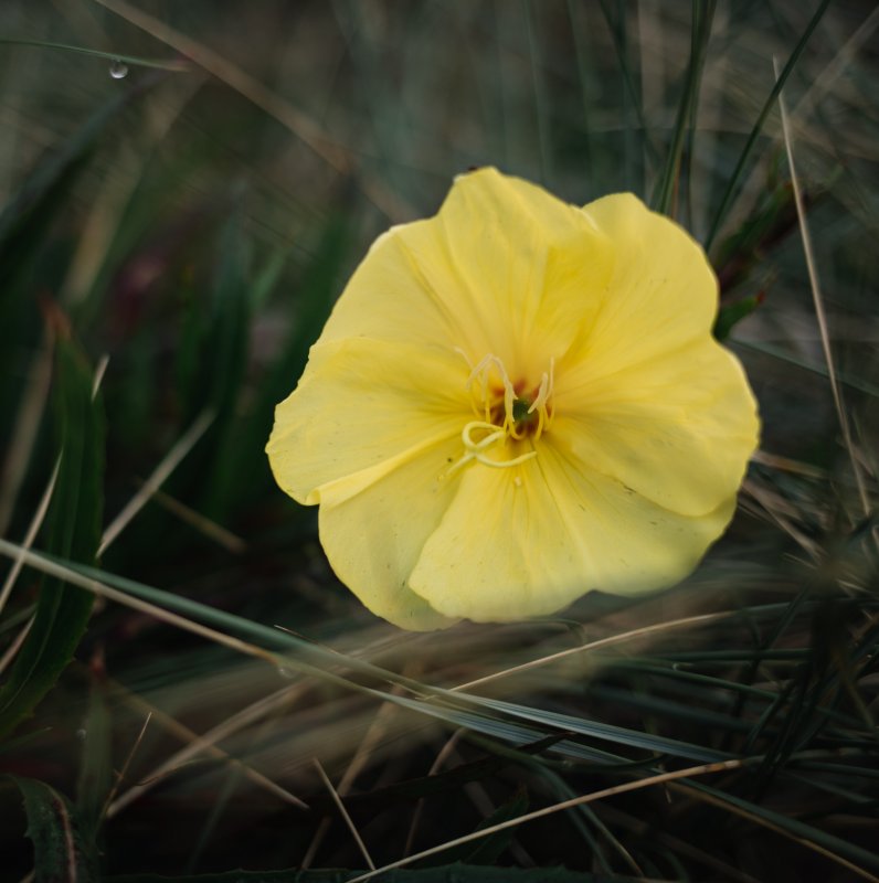 Oenothera fruticosa