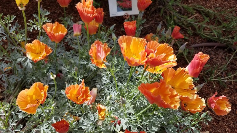 Eschscholzia californica эшшольция Калифорнийская