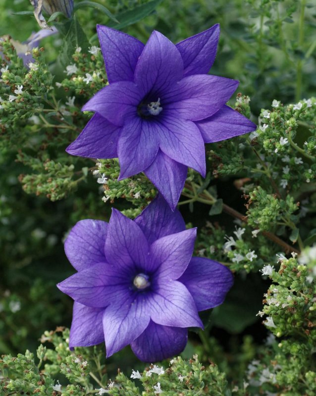 Platycodon grandiflorus Albus