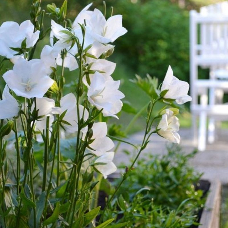 Платикодон крупноцветковый (Platycodon grandiflorus)