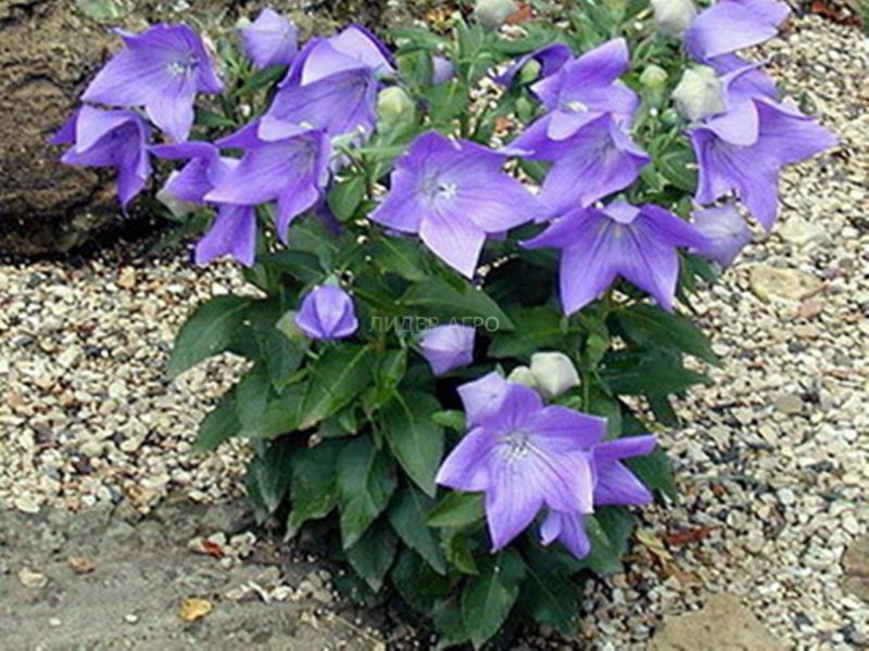 Durio grandiflorus