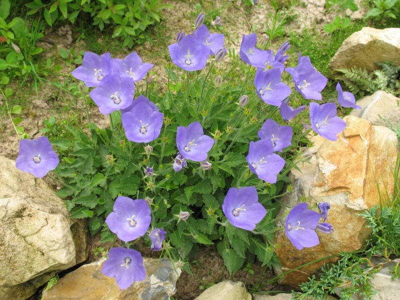 Platycodon grandiflorus "Plena" ширококолокольчик крупноцветковый "полумахровый"