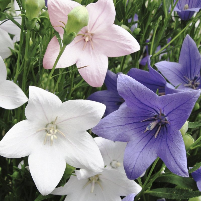 Platycodon grandiflorus цветок