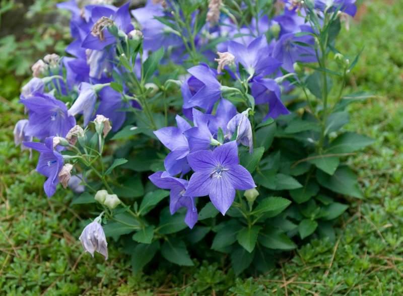 Колокольчик средний – Campanula Medium