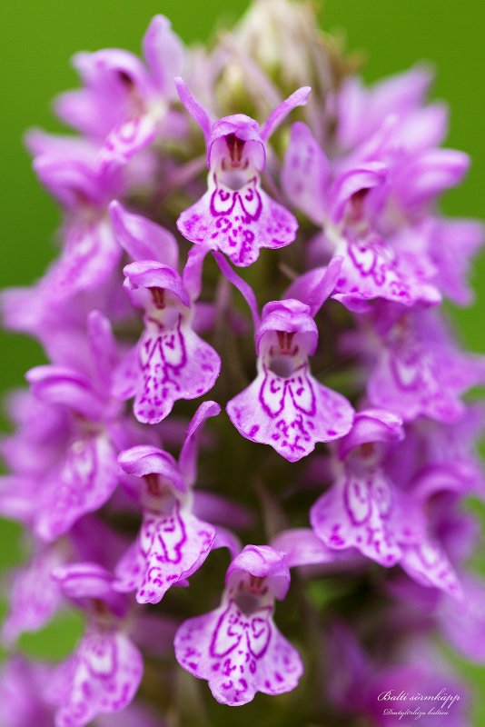 Пальчатокоренник purpurella