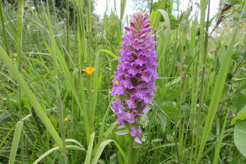 Dactylorhiza incarnata l.