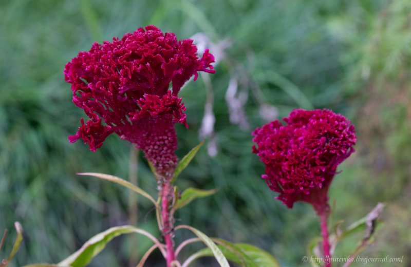 Celosia cristata