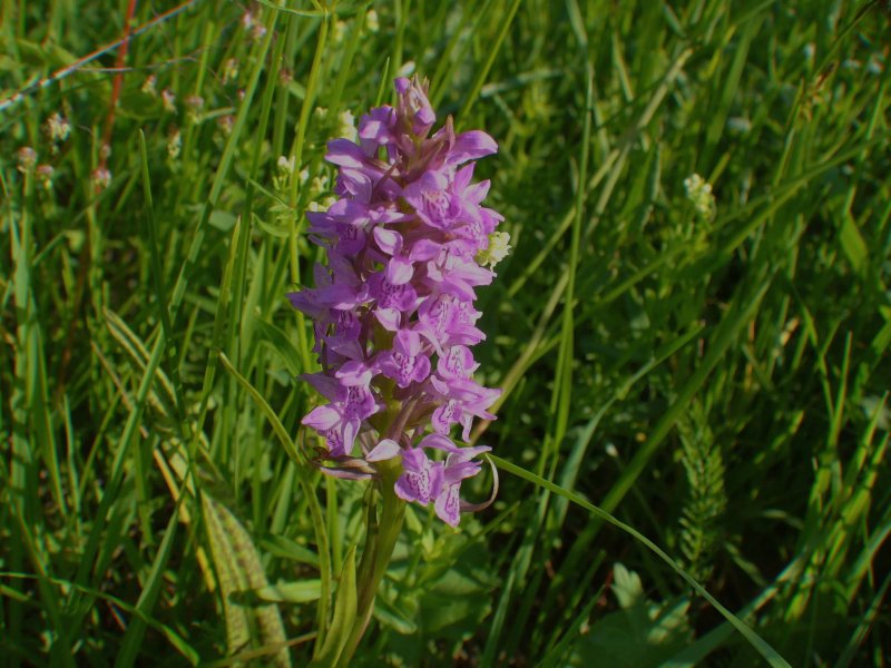 Пальчатокоренник purpurella