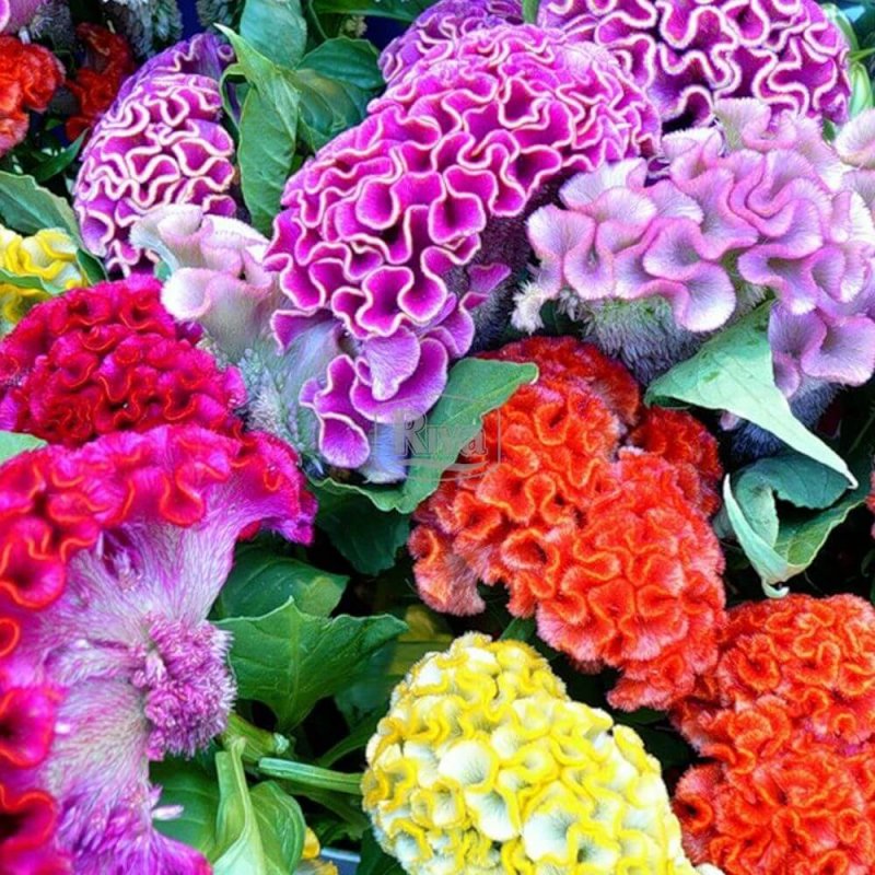 Celosia argentea var. Cristata