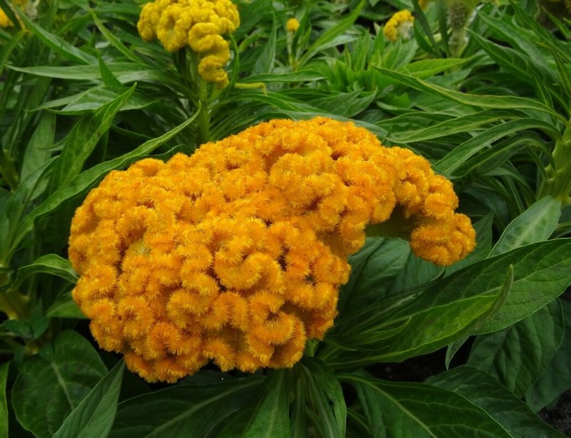 Целозия Дракула