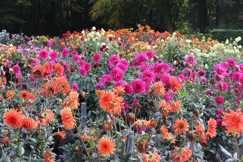 Dahlia каприз
