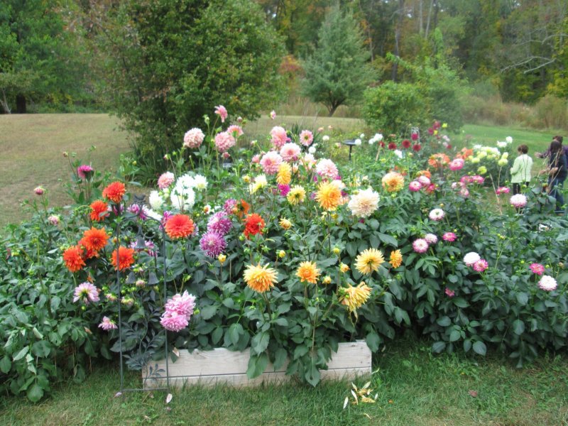 Клумбы миксбордеры многолетники
