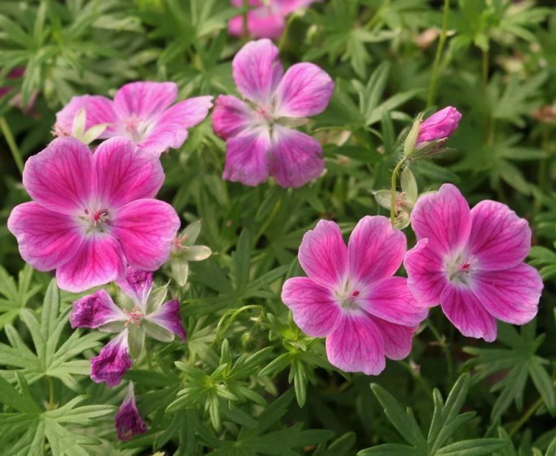 Geranium sanguineum elke
