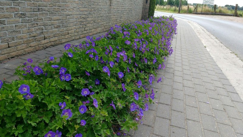 Герань Садовая Полевая