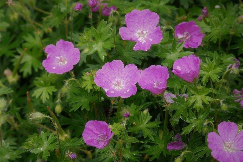 Geranium Plus