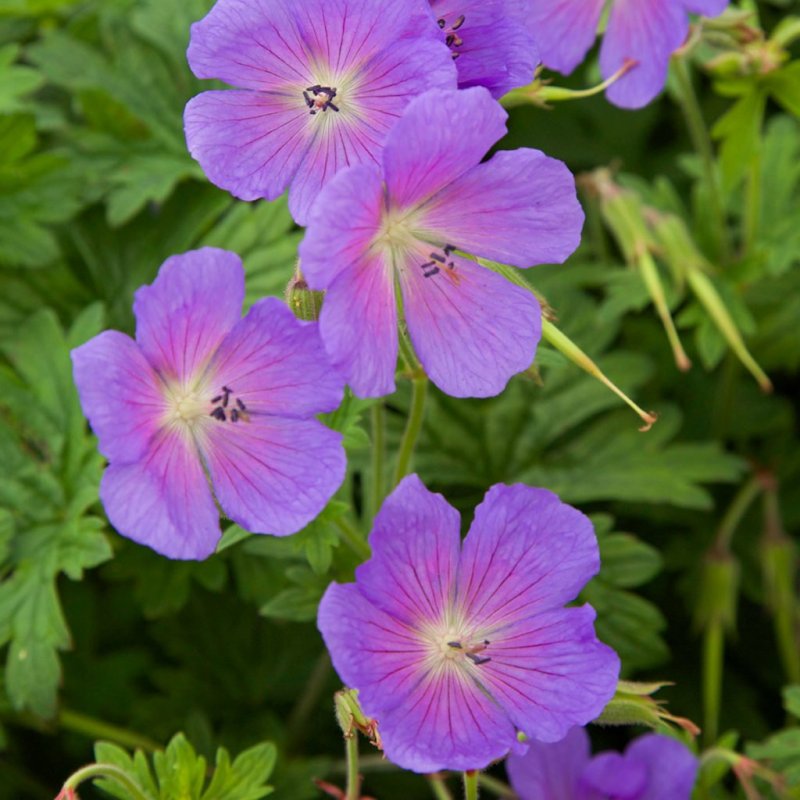 Geranium Ann Folkard