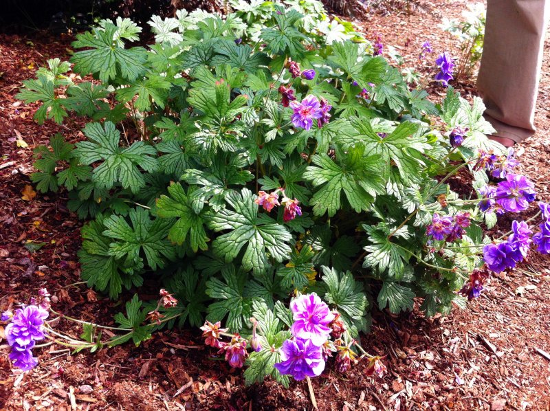 Герань крупнокорневищная (Geranium macrorrhizum `Spessart`)