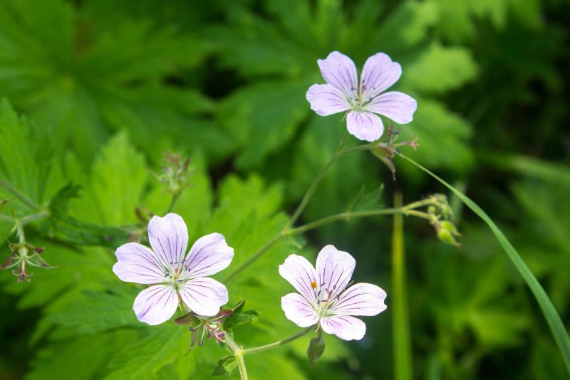 Герань кроваво-красная (Geranium sanguineum)