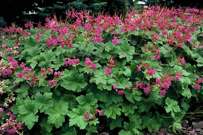Герань Geranium sanguineum Pink Pouffe