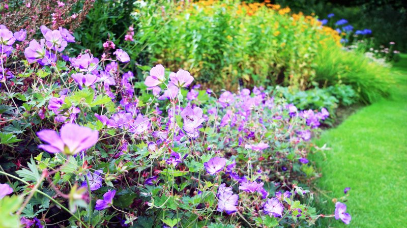 Герань Розанна (Geranium Rozanne ®)