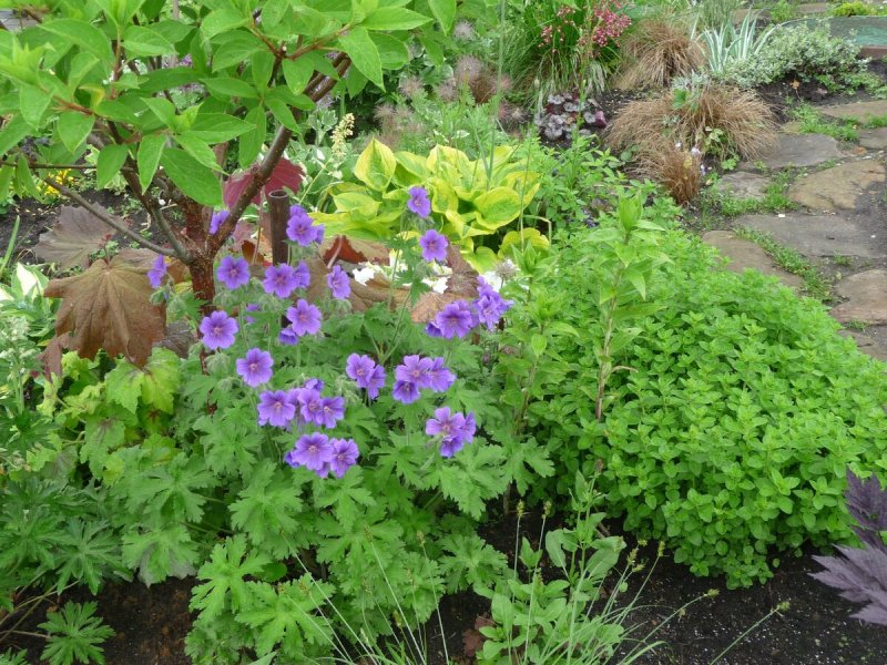 Герань Садовая (Pelargonium hortorum)